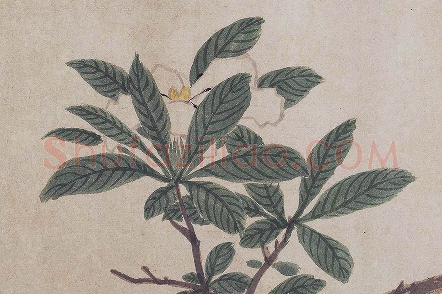 沈周《四季花卉图》局部 (7)