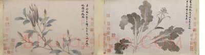 沈周辛夷墨菜图卷 | 故宫绘画藏品