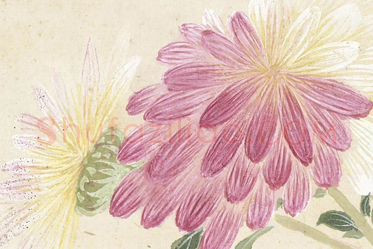 3.项圣谟《花卉十开册页·出枝秋菊》高清局部细节