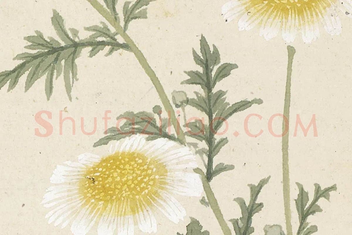 9.项圣谟《花卉十开册页·杂草野菊》高清局部细节