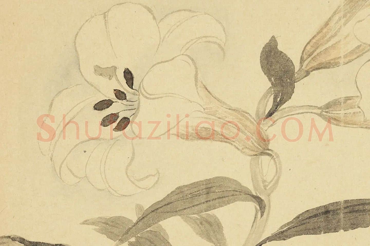 恽寿平摹古花卉《百合花》局部 (1)