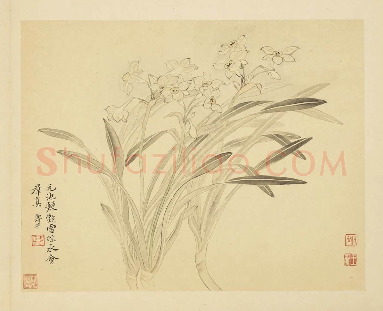 恽寿平花卉《水仙花》页