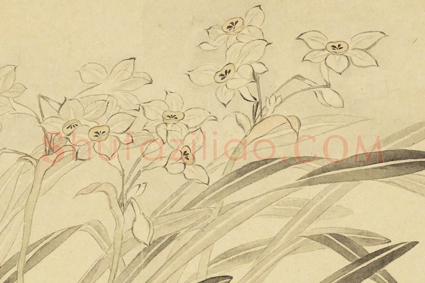 恽寿平花卉《水仙花》局部 (2)