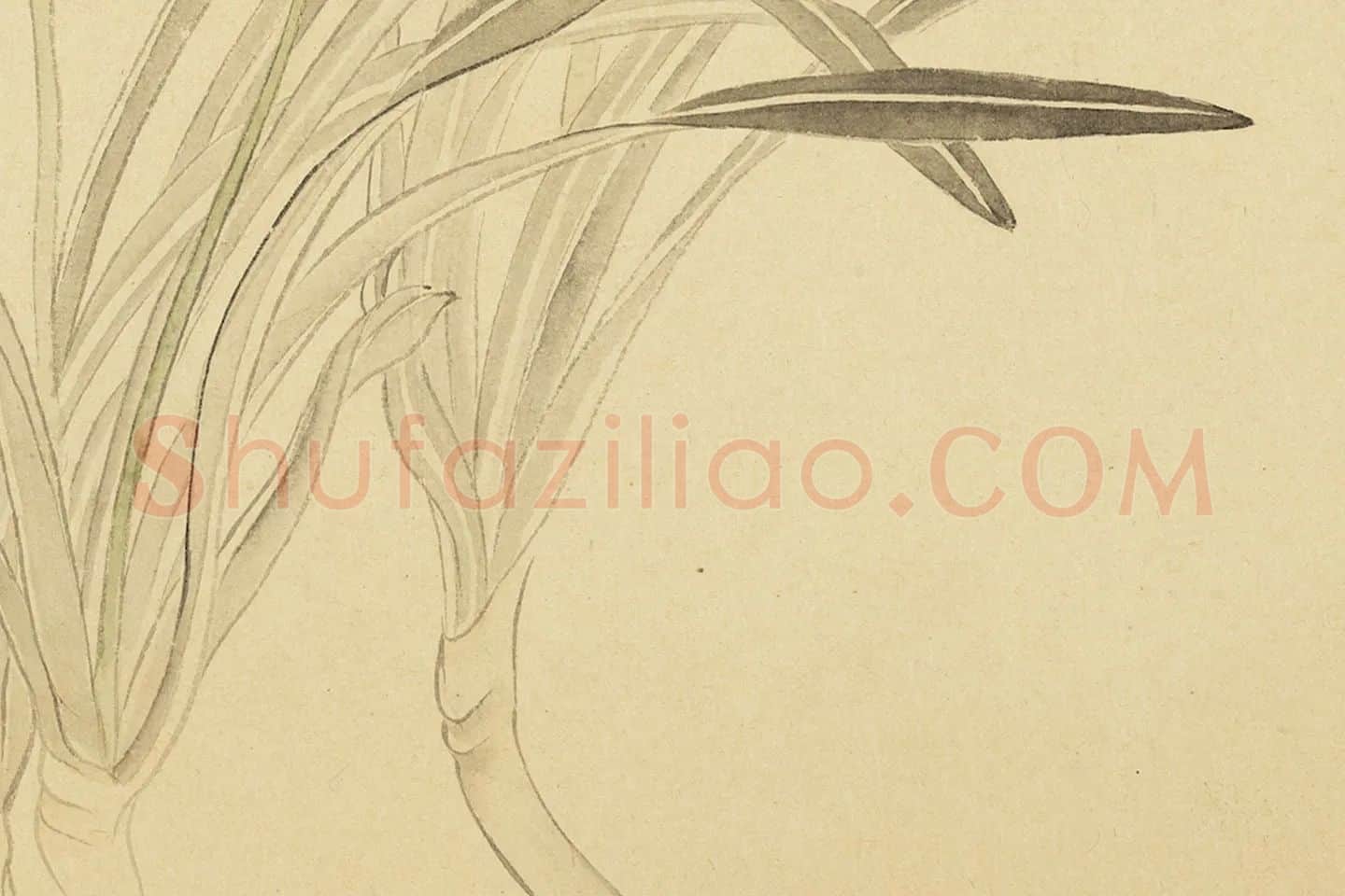 恽寿平花卉《水仙花》局部 (3)