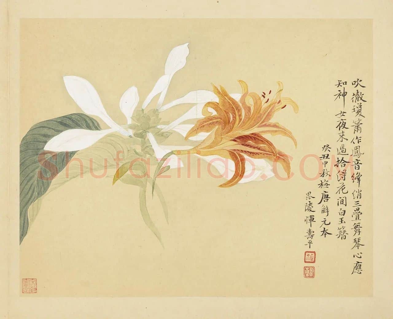 恽寿平花卉《玉簪萱花》页