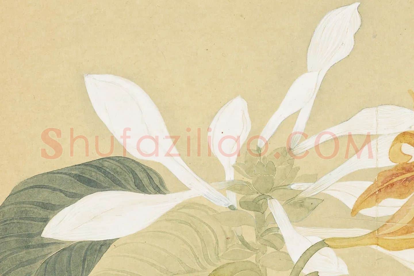 恽寿平花卉《玉簪萱花》局部 (2)