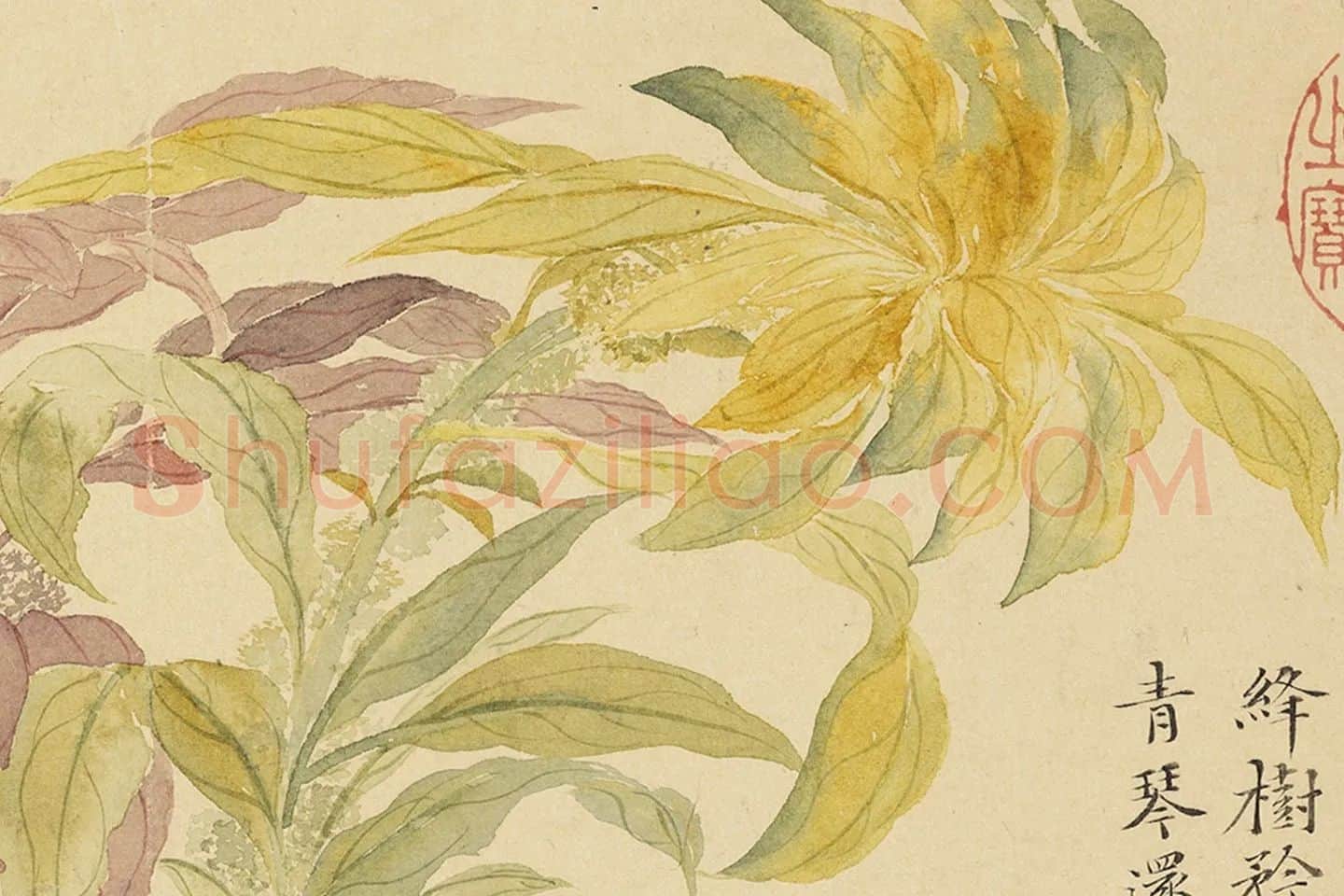 恽寿平没骨工笔花卉《北堂秋影》局部 (2)