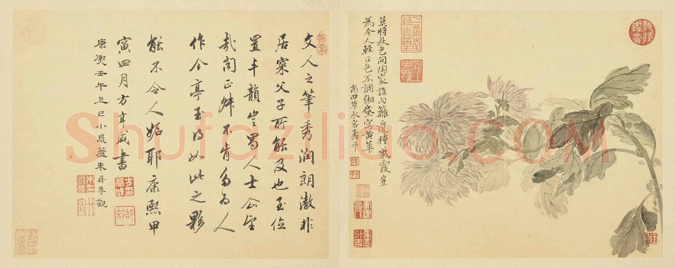 恽寿平花卉《菊花》页