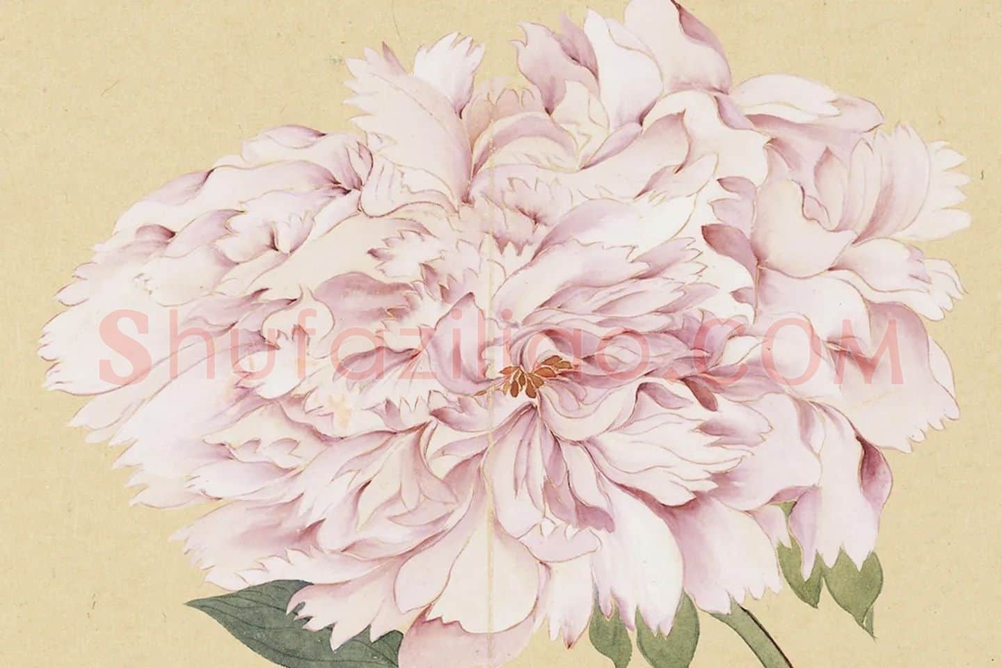 恽寿平没骨工笔花卉《牡丹花》局部 (1)