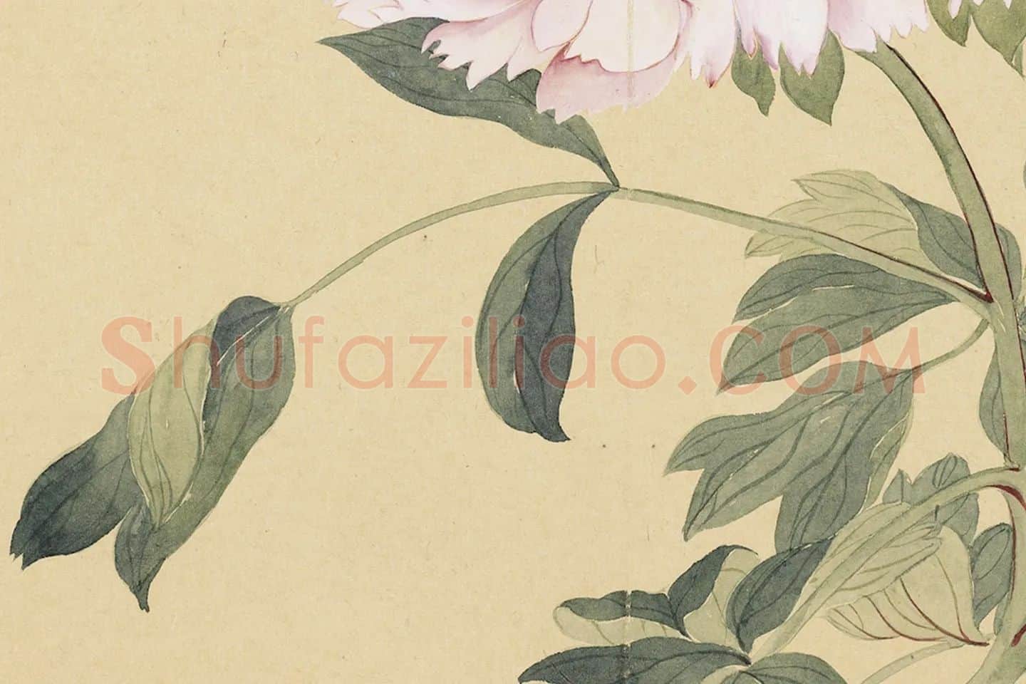 恽寿平没骨工笔花卉《牡丹花》局部 (2)