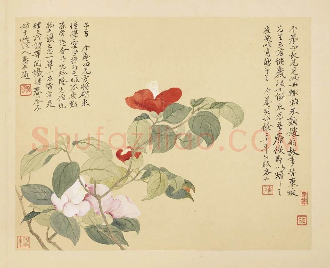 恽寿平花卉《山茶花》页