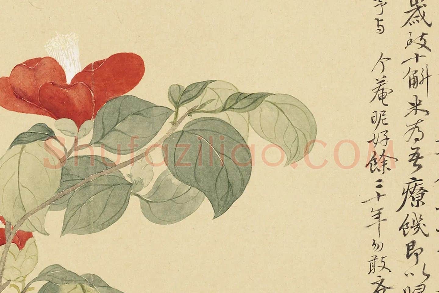 恽寿平花卉《山茶花》局部 (2)