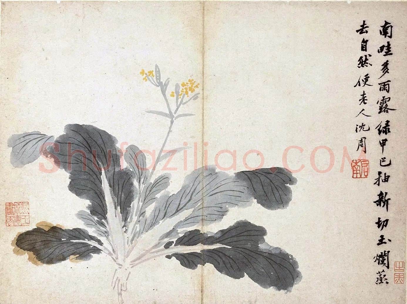 沈周水墨白菜《菜花图》