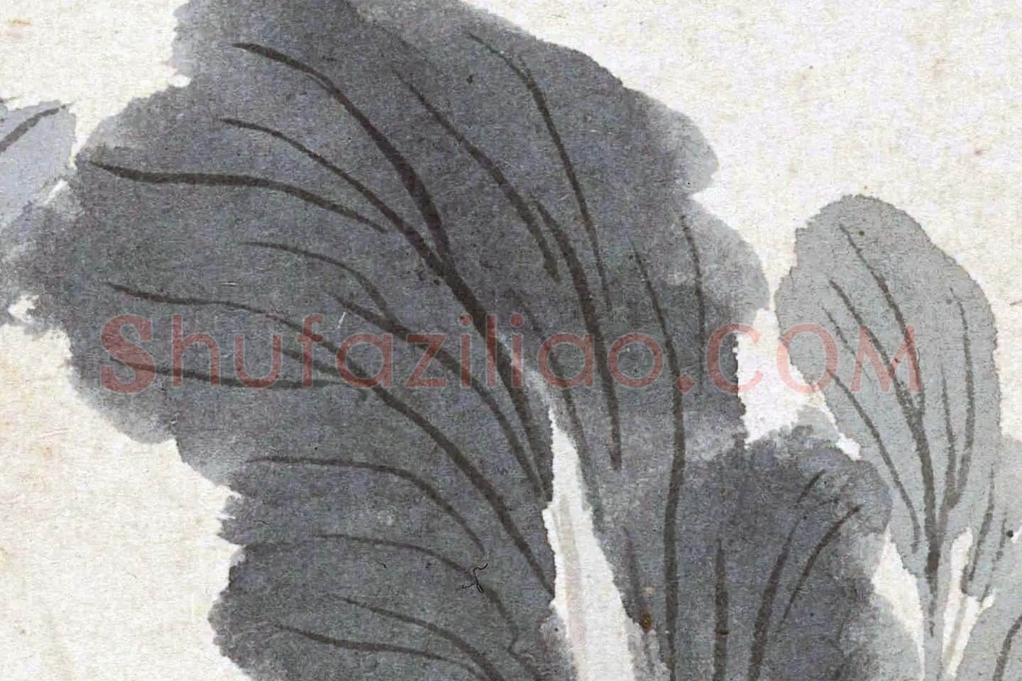 沈周水墨白菜《菜花图》高清大图局部 (2)