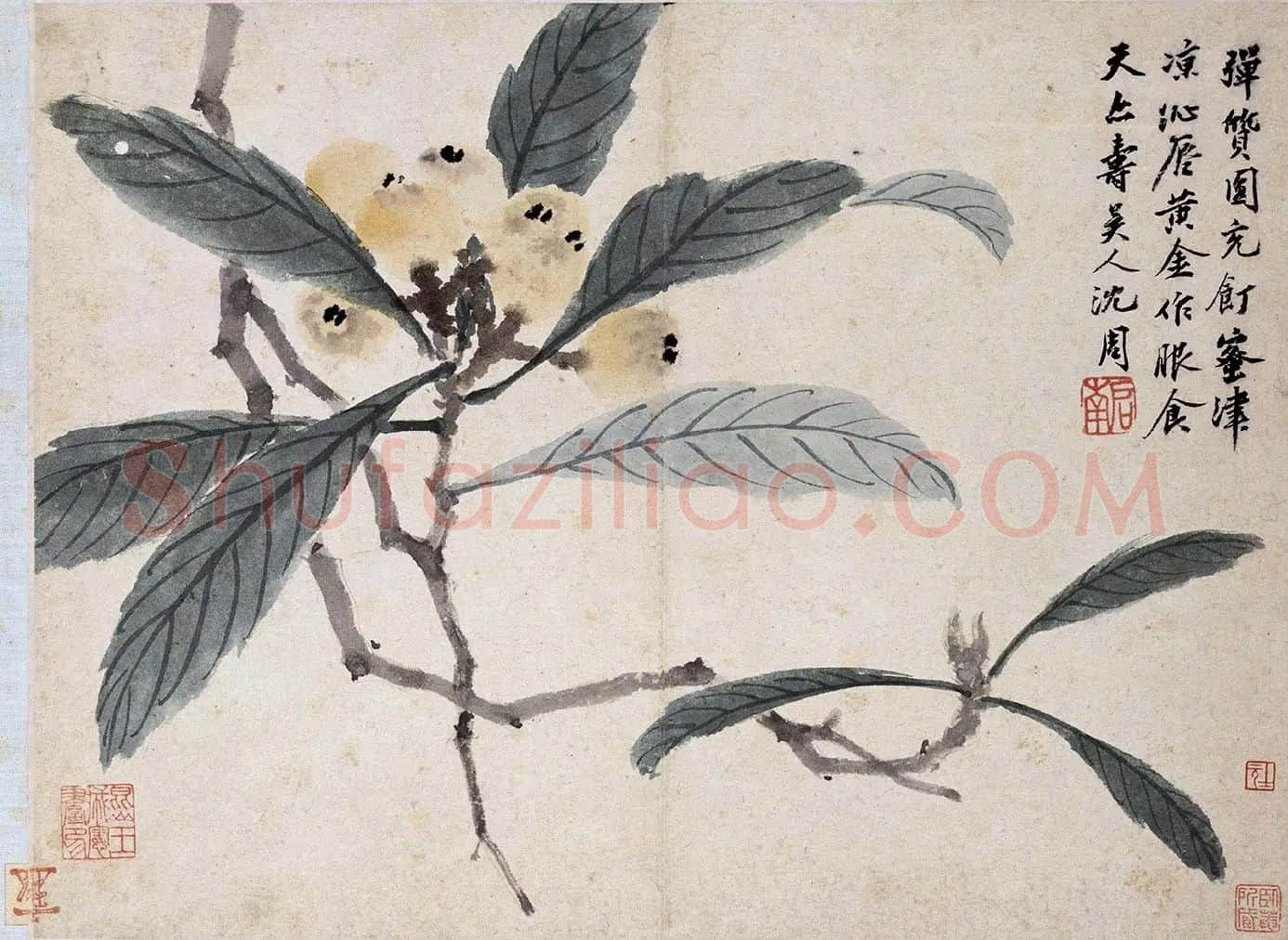 沈周《枇杷图》