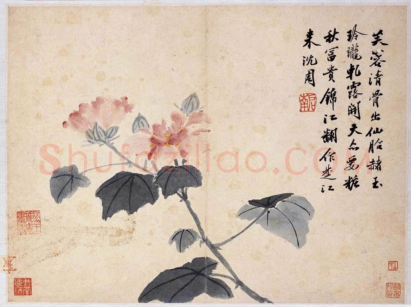 沈周花卉《芙蓉花》