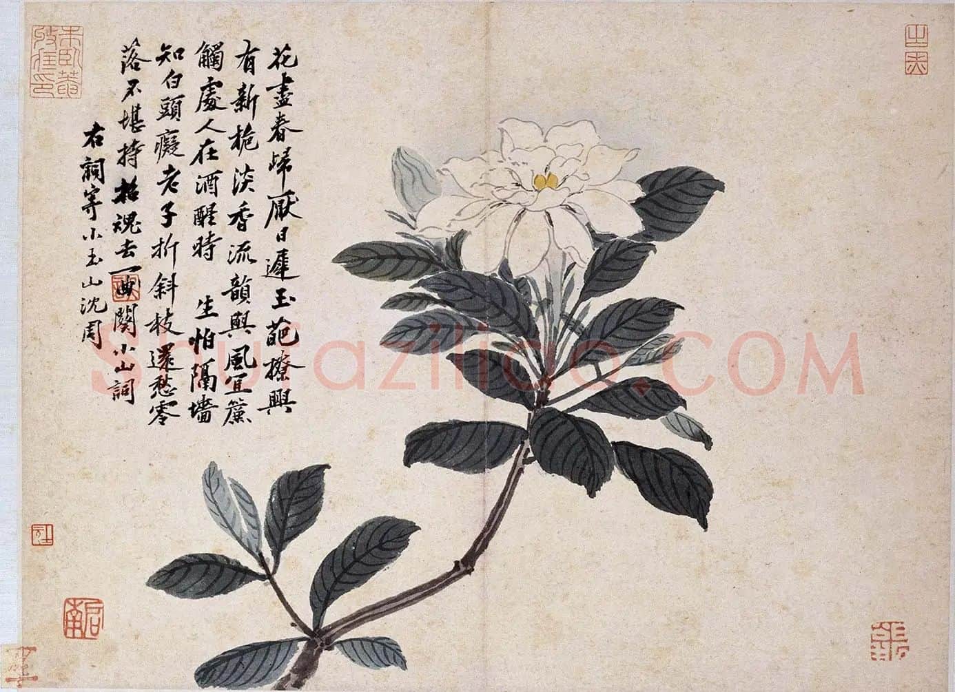 沈周花卉《栀子花》