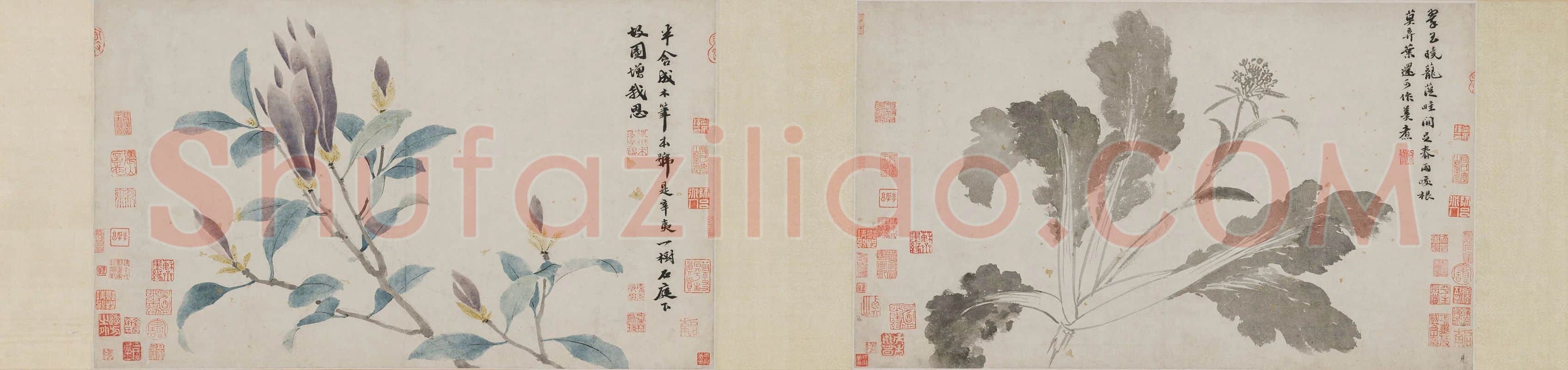沈周《辛夷墨菜图》卷