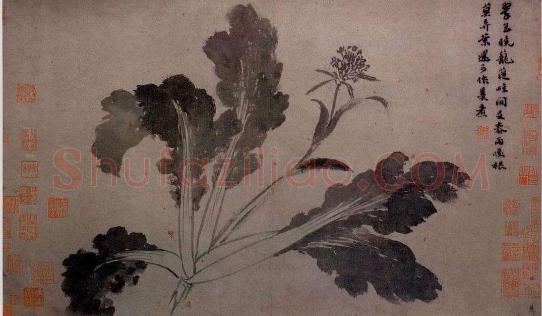 不明 沈周 《墨莱辛夷图》 书画作品