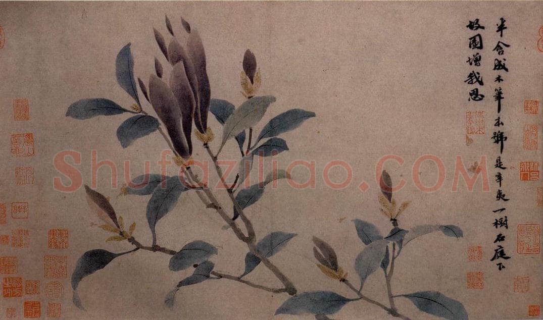 不明 沈周 《墨莱辛夷图》 书画作品