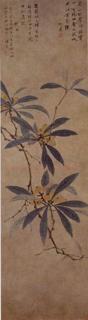 不明 沈周 《枇杷图》 书画作品