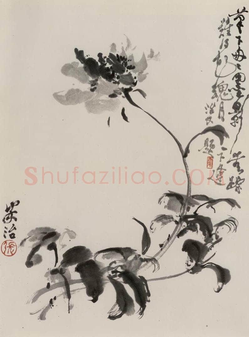 1979年 张安治 墨芍药 书画作品