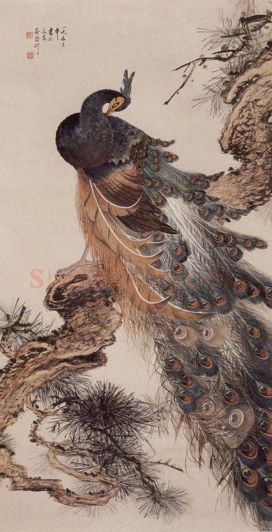 1953年 蔡鹤洲 《孔雀》 书画作品