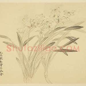 恽寿平花卉《水仙花》页