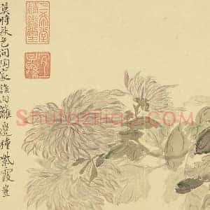 恽寿平花卉《菊花》页