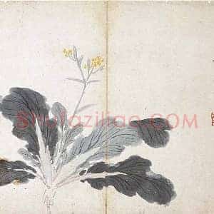 沈周水墨白菜《菜花图》页