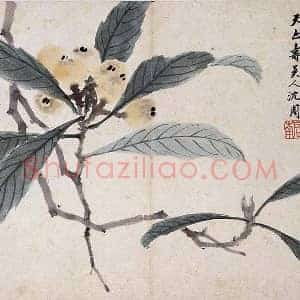 沈周《枇杷图》页