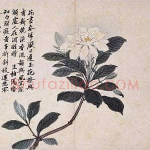沈周花卉《栀子花》页