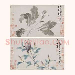沈周《辛夷墨菜图》卷