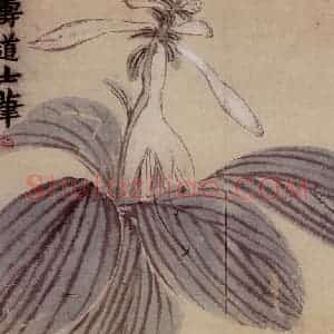 1761年 金农《花卉册》国画花鸟写意作品图片赏析