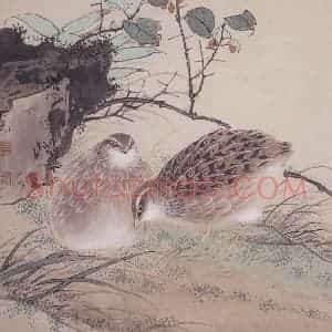 田世光《鹌鹑》国画花鸟工笔作品图片赏析