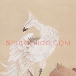 苏卧农《白孔雀图》国画花鸟作品图片赏析