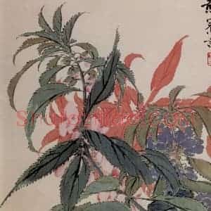 清代 赵之谦《花卉册》国画花鸟作品图片赏析