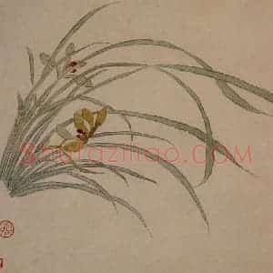 1749年 汪士慎《花卉册》国画花鸟写意作品图片赏析