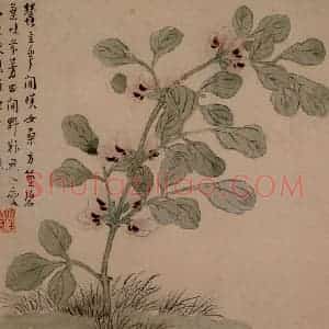 1749年 汪士慎《花卉册》国画花鸟写意作品图片赏析