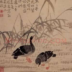 清代 边寿民《芦雁图册》国画花鸟写意作品图片赏析