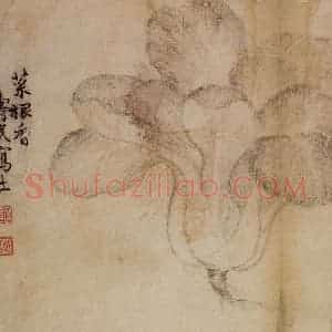 1728年 边寿民《蔬果册》国画花鸟写意作品图片赏析