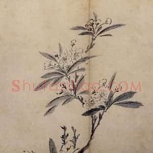 明代 陈淳《花卉册》国画花鸟作品图片赏析