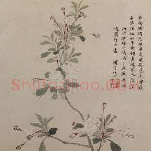明代 项圣谟《花卉图册》国画花鸟作品图片赏析