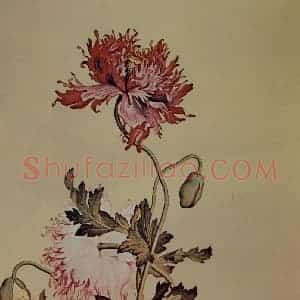 清代 朗世宁《仙萼长春图——罂粟》国画花鸟作品图片赏析