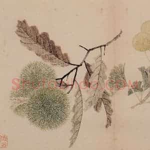 清朝 恽寿平《写生》国画花鸟作品图片赏析