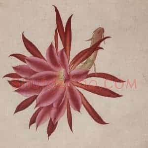 1948年 马晋《花卉翎毛写生》国画花鸟作品图片赏析