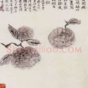 张大千《蔬果》国画花鸟作品图片赏析