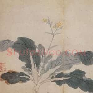 明代 沈周《卧游图册》国画花鸟作品图片赏析