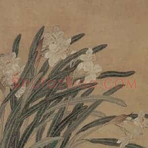 清代 蒋廷锡《水仙图页》国画花鸟作品图片赏析