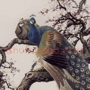 1980年 彭友善《孔雀》国画花鸟作品图片赏析